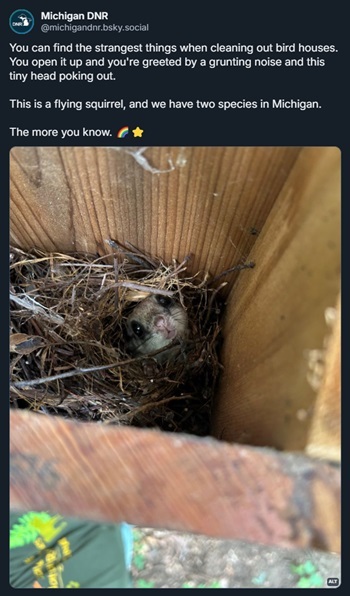 A DNR Bluesky social post with a small flying squirrel with dark eyes peering up from a twig nest inside a wooden birdhouse