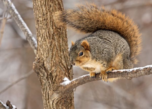 Eastern fox squirrel sits on snow covered branch.