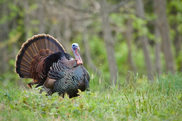 Eastern wild turkey struts across an open field in the spring.