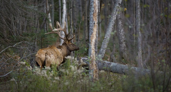 a mature bull elk with thick, tan, multipointed antlers stands in profile in a thick, dark-green forest near a downed tree