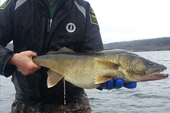 Lake Gogebic walleye caught during the 2017 population estimate survey.