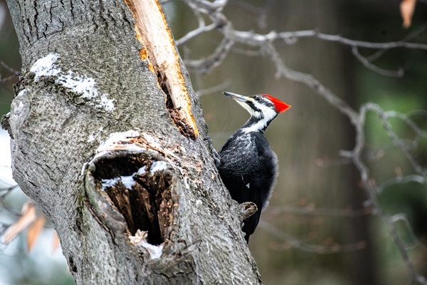 a black-and-white, red-crowned pileated woodpecker perches on a tan, slanted, snow-dusted tree