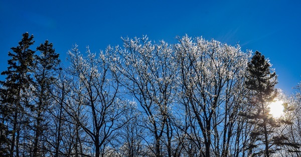 Bright sun breaks through the frost-glistening trees against a brilliant blue sky in Marquette County