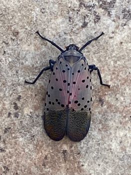 An adult spotted lanternfly with wings closed on a tree of heaven trunk