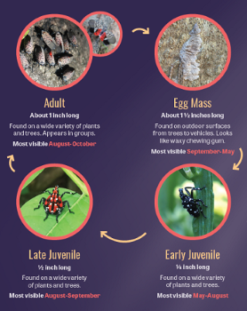 An infographic showing the life stages of spotted lanternfly from egg mass to adult.