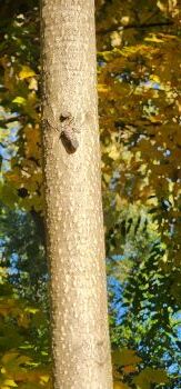 The trunk of a tree of heaven, showing its textured bark and an adult spotted lanternfly.