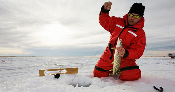 angler pulling fish out of hole in ice