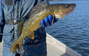 A walleye captured during an Upper Peninsula survey.