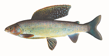 Arctic grayling illustration courtesy of Joseph R. Tomelleri and copyrighted.