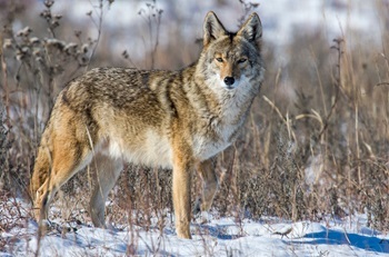 an adult, tan and white coyote with black markings and upright ears stands in a snowy field of dried grasses, in bright sunlight