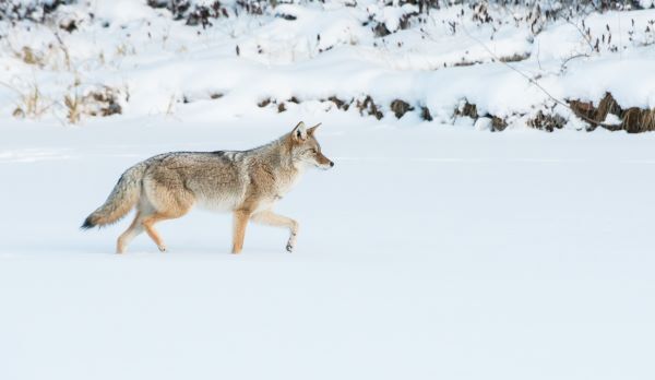 Adult coyote in thick grey, white and tan fur walks across the snow.