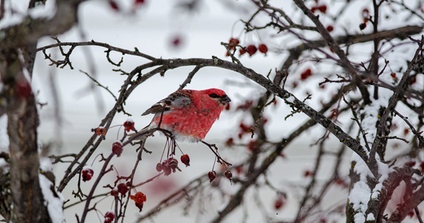 a fluffy male pine grosbeak with bright red, fluffy feathers and gray and black wings perches in a frosty crabapple tree