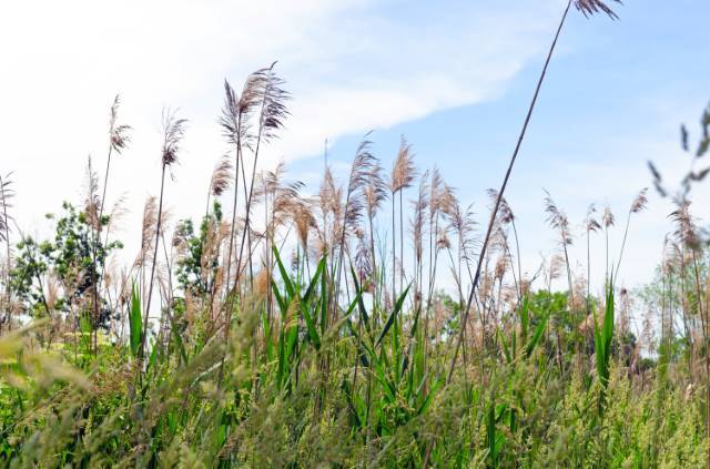 A stand of invasive phragmites with tall seedheads rising above the native vegetation.