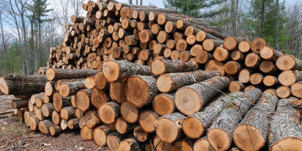 Forest Management on State Land near Interlochen, MI.