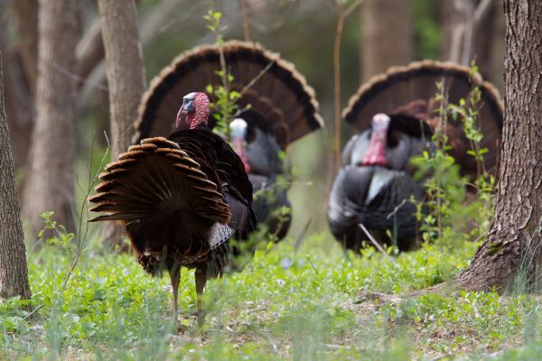 Eastern wild turkeys with full fans walk through a spring woods.