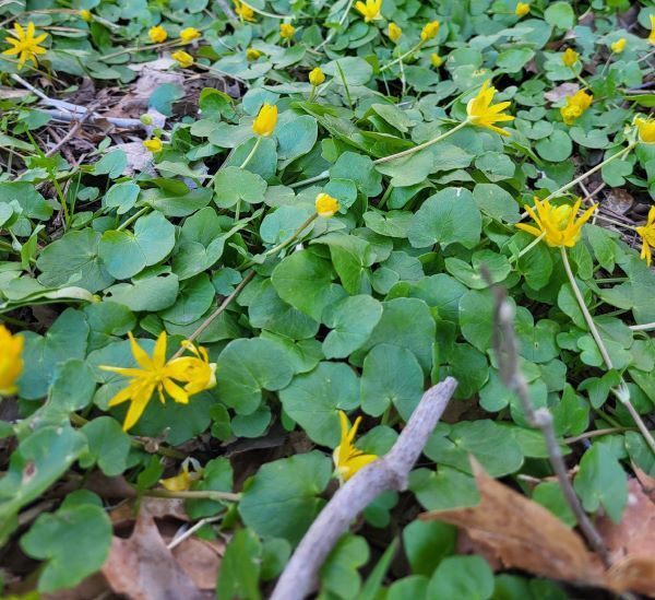 A patch of invasive lesser celandine, showing its yellow flowers and rounded leaves.