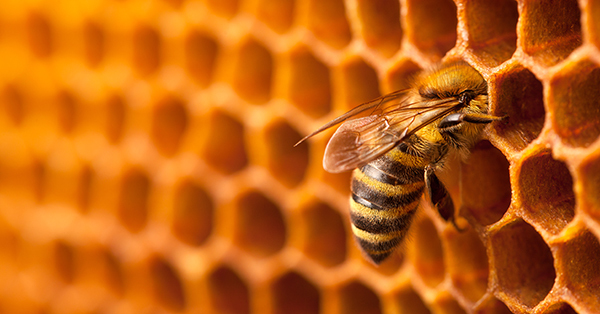 closeup of bee on honeycomb