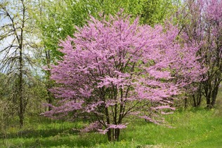Eastern redbud tree of the month from Kansas Forest Service