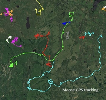 An image shows a snapshot in time of moose GPS tracking results.