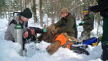 A collared moose is shown in the care of a research team.