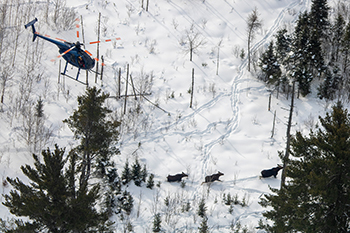 A helicopter is shown above three moose in western Marquette County.