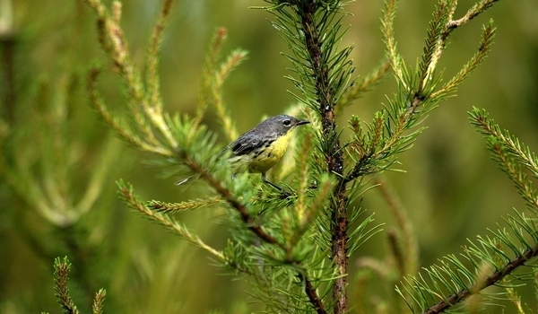 Kirtland's warbler perched in a Jack Pine tree in a Jack Pine forest