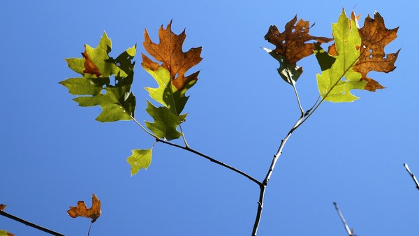 A branch with brown and decaying leaves displaying signs of Oak wilt diesease