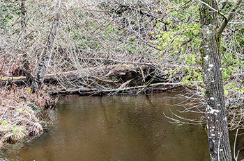 sticks and branches over river