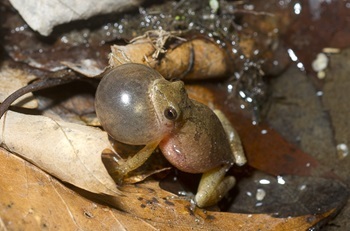A spring peeper, a small, brown and tan frog, puffs out its vocal sac to produce its call. Here, it's resting amid old leaves in a puddled area.