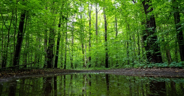 A still, low-lying pond reflects the thin, tall, lush green-leaved trees rising in the forest at Warren Woods State Park as sunlight spills through