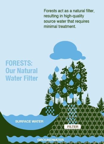A graphic depicting a cloud raining on a forest and surface water pooling on the ground to denote that forests filter rainwater.