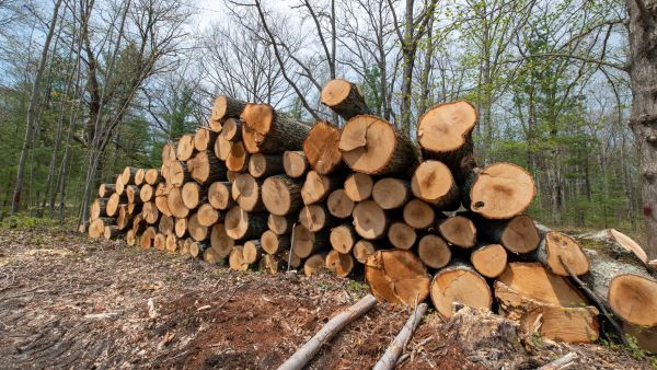 Timber harvest near Interlochen