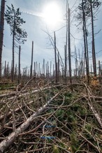 2025 Ice Storm Damage on State Forest Land off of Burdo Rd, Gaylord
