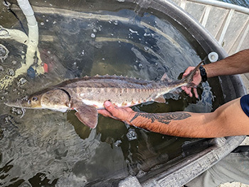 Nets will be set each day and marked with staff buoys. (Image courtesy of Michigan Sea Grant)