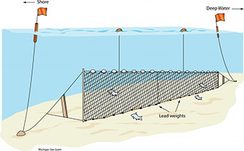 Nets will be set each day and marked with staff buoys. (Image courtesy of Michigan Sea Grant)