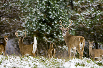 A group of Michigan white-tailed deer are shown in wintertime.