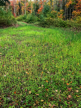 A deer habitat project is shown with growing, green plants for deer.
