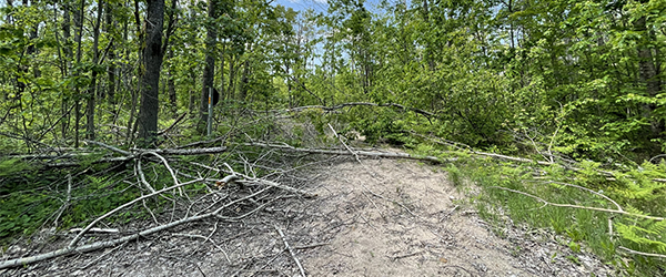 trees down across ORV trail