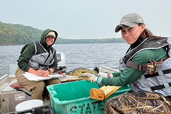 DNR Fisheries staff hold a walleye captured during a recent survey.