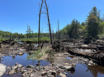 A beaver pond upstream of Lake Angeline has drained completely, and water levels are not expected to rise further in the lake.