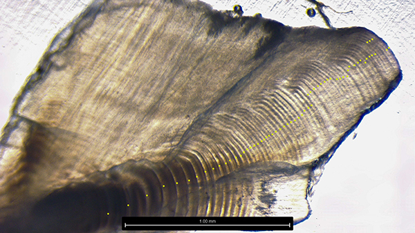 Dots superimposed on an image of the otolith of "Mary Catherine" is shown.