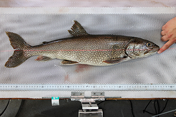 This image shows the oldest-known lake trout from Lake Superior, "Mary Catherine."