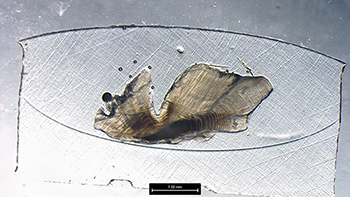 The entire otolith for "Mary Catherine" is shown.