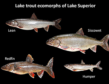 This chart shows the different types of lake trout forms from Lake Superior.