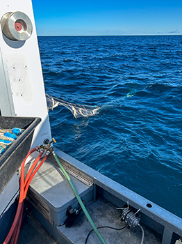 A fish net is shown full of lake trout during the Lake Superior survey.