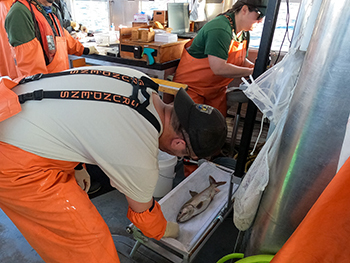 Crew on the Lake Char take measurements of lake trout caught during the survey.