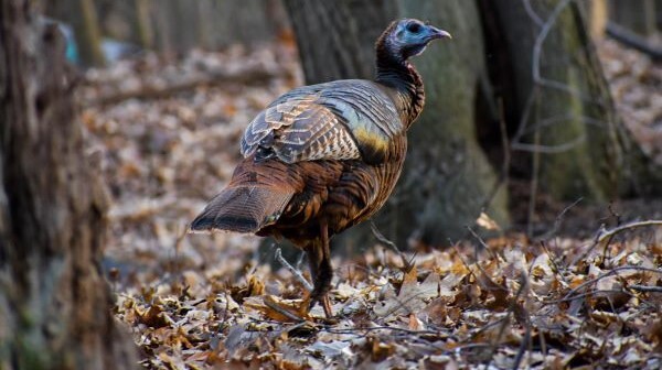 Wild turkey hen struts in the fall woods.