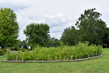 Relatively quick growth progress is shown at the Detroit micro forest.
