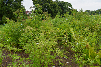 A close-up image shows trees planted and tagged in the Detroit micro forest.