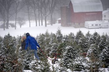 A couple pulls a sled in the snow between rows of Christmas trees.
